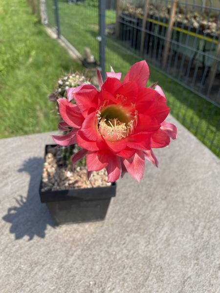 Echinopsis Hybr. rot